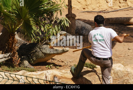 Gran Canaria - Parque Cocodrilos, crocodile and animal rescue centre zoo. Croc demonstation. Stock Photo