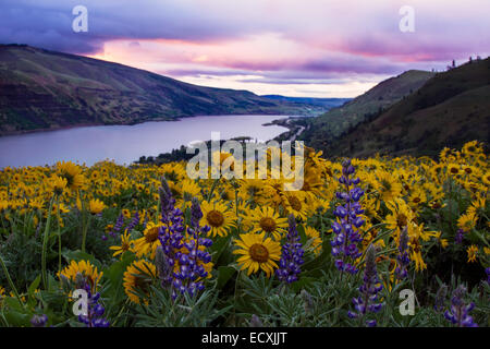 View of Oregon's Columbia River Gorge during the spring wildflower bloom Stock Photo