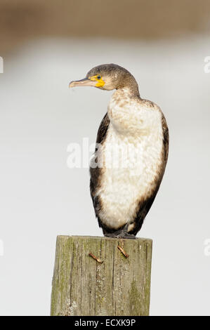 Vertical portrait of young great cormorant, Phalacrocorax carbo, perched on a wood pole. Stock Photo