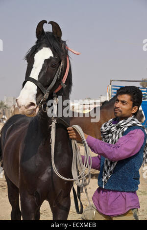 Trainer with Marwari horse, Nagaur Fair, Rajasthan, India Stock Photo