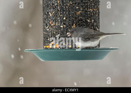 Dark-eyed Junco on hanging seed feeder Stock Photo