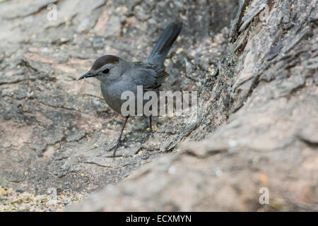 Gray Catbird foraging along tree truck on ground. Stock Photo