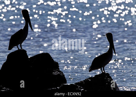 brown pelican (Pelecanus occidentalis) pair of adults perched on rocks near ocean with sun glinting on ocean. Stock Photo