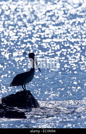brown pelican (Pelecanus occidentalis) single adult perched on rocks near ocean with sun glinting on ocean. Stock Photo