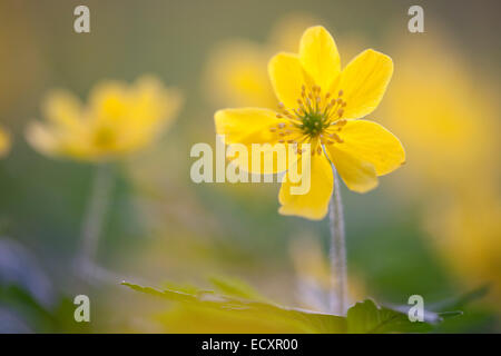 the yellow anemone, yellow wood anemone or buttercup anemone, latin: Anemone ranunculoides; Gelbes Windröschen (German) Stock Photo