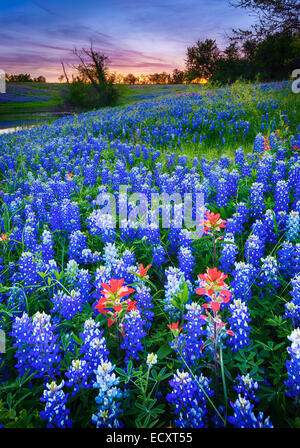 Texas paintbrush and bluebonnets in Ennis, Texas. Lupinus texensis, Texas bluebonnet, is a species of lupine endemic to Texas. Stock Photo