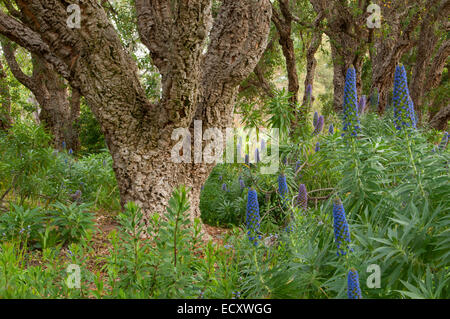 Pride of Madeira (Echium candicans or Echium fastuosum) and cork oak,  San Diego Botanic Garden, Encinitas, California Stock Photo