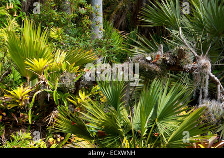 Tropical Rain Forest garden, San Diego Botanic Garden, Encinitas, California Stock Photo