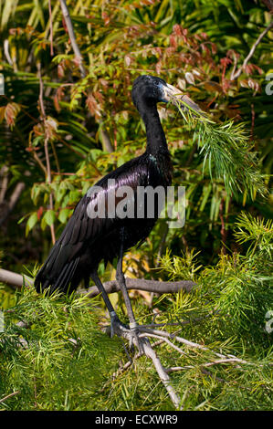 African openbill stork (Anastomus lamelligerus), San Diego Zoo Safari Park, San Diego County, California Stock Photo