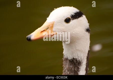 Bar-headed goose (Anser indicus), San Diego Zoo Safari Park, San Diego County, California Stock Photo