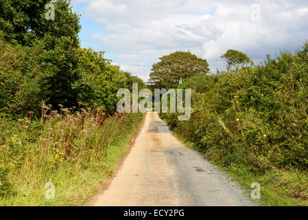 a small country road between green hedges in lush Cornwall countryside Stock Photo