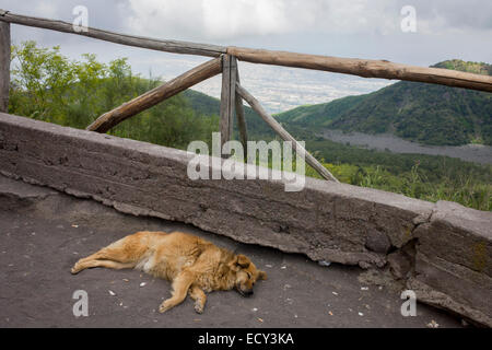 Sleeping dog on lava dust ground on the slopes of Vesuvius. Stock Photo