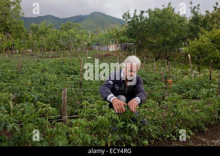 Local farmer tends crops in a fertile field on his smallholding, located on the slopes of the Vesuvius volcano Stock Photo