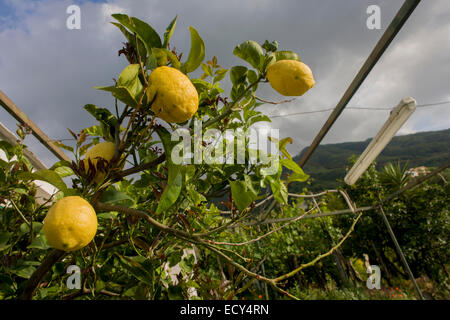 Lemons grow on fertile soil on a smallholding located on the slopes of the Vesuvius volcano, seen in the distance Stock Photo