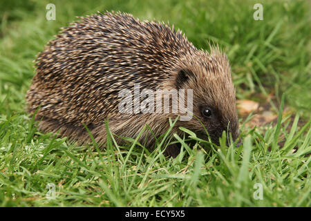 Wild European hedgehog outside in a British garden during daylight hours Stock Photo