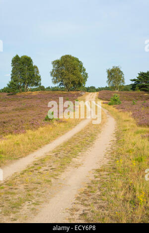 Path through the heathland, Lüneburg Heath Nature Reserve, Lower Saxony, Germany Stock Photo