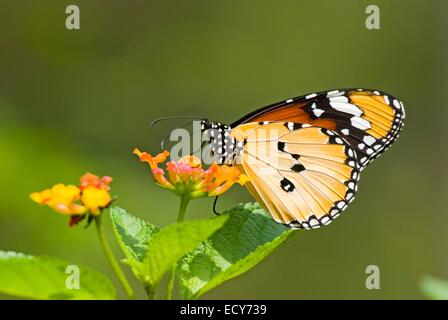Plain Tiger or African Monarch butterfly (Anosia chrysippus) feeding on flower Stock Photo