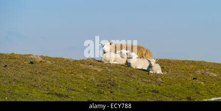 Domestic sheep (Ovis orientalis aries) with lambs on a dyke, Eiderstedt, Schleswig-Holstein, Germany