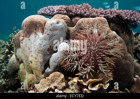 Crown-of-thorns Starfish (Acanthaster planci) feeding on a stony coral, Great Barrier Reef, Australia Stock Photo