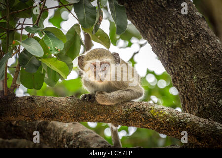 Vervet Monkey (Chlorocebus pygerythrus) sitting on a branch bent forward, Okavango Delta, Botswana Stock Photo