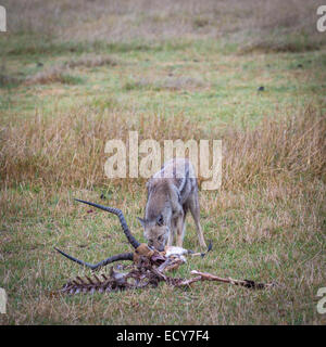 Black-backed jackal (Canis mesomelas) feedin on the remains of a killed impala (Aepyceros melampus), Okavango Delta, Botswana Stock Photo