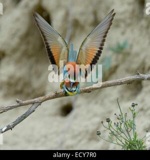 European Bee-eaters (Merops apiaster), pair mating, Kiskunság National Park, Hungary Stock Photo