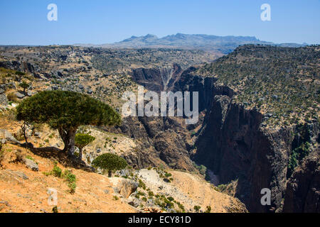 Socotra Dragon Tree or Dragon Blood Tree (Dracaena cinnabari) in front of a huge canyon on the Dixsam plateau, Socotra, Yemen Stock Photo