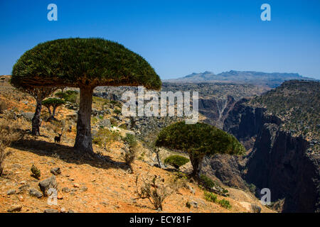 Socotra Dragon Tree or Dragon Blood Tree (Dracaena cinnabari) in front of a canyon, Dixsam plateau, Socotra, Yemen Stock Photo