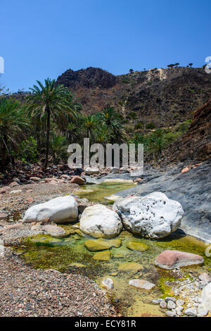 Socotra Dragon Tree or Dragon Blood Tree (Dracaena cinnabari) forest, Dixsam plateau, Socotra, Yemen Stock Photo