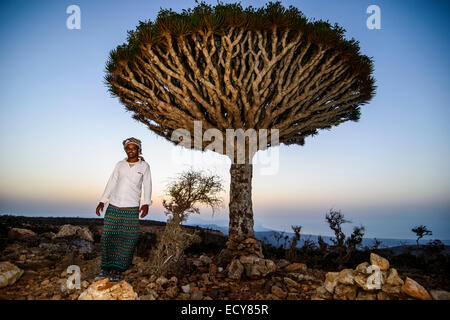 Yemenite man standing in front of a Socotra Dragon Tree or Dragon Blood Tree (Dracaena cinnabari), Dixsam plateau, Socotra Stock Photo