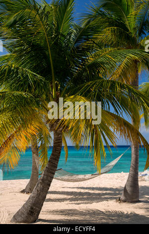 Palm trees and hammock along Seven-Mile Beach, Grand Cayman, Cayman Islands, West Indies Stock Photo