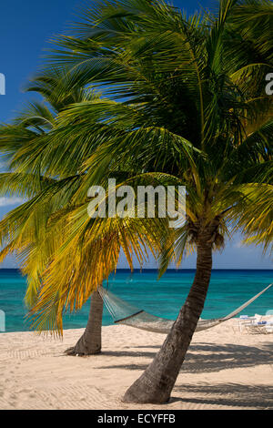 Palm trees and hammock along Seven-Mile Beach, Grand Cayman, Cayman Islands, West Indies Stock Photo