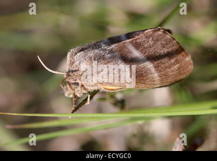 Close-up of the European Fox Moth ( Macrothylacia rubi) Stock Photo