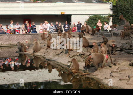 Zoo visitors watching a very large troop of Hamadryas baboons (Papio hamadryas) at Emmen Zoo, The Netherlands Stock Photo