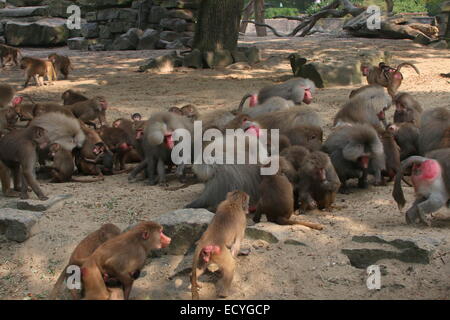 Very large troop of Hamadryas baboons (Papio hamadryas) Stock Photo