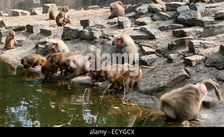 Large group  of Hamadryas baboons (Papio hamadryas) at Dierenpark Emmen Zoo, The Netherlands Stock Photo