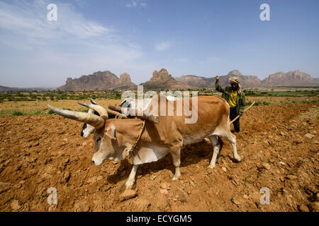 Tigray man working in the fields,Tigray, Ethiopia Stock Photo