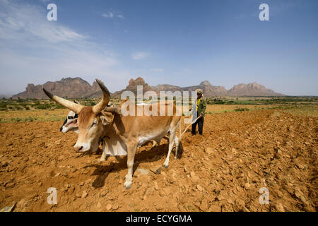 Tigray man working in the fields,Tigray, Ethiopia Stock Photo