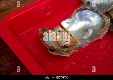 Cultured pearl grown in an oyster on a pearl farm in Ha Long Bay, Vietnam. Stock Photo