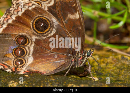 Close up photograph of a blue morpho , Morpho menelaus,  butterfly with wings folded and natural setting background Stock Photo