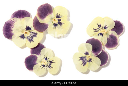 pressed pansy flowers Stock Photo
