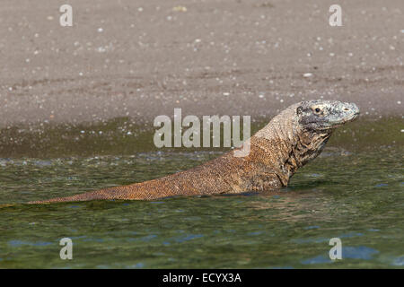 Komodo dragon, Varanus komodensis, Komodowaran, swimming in the sea of Rinca Island, Komodo National Park, Indonesia Stock Photo