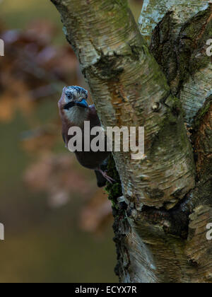 Curious Eurasian Jay (Garrulus glandarius) Stock Photo