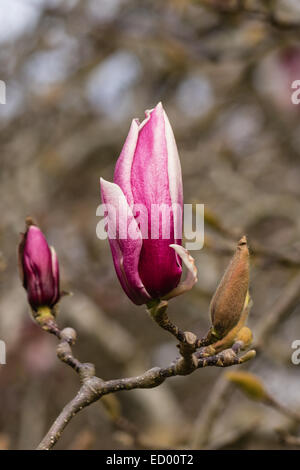 Detail of some flower buds on a Magnolia tree Stock Photo - Alamy
