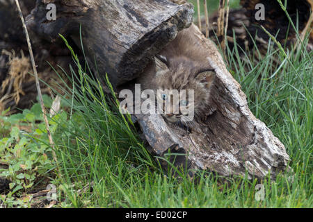 Bobcat kitten in a safe place, near Sandstone, Minnesota, USA Stock Photo