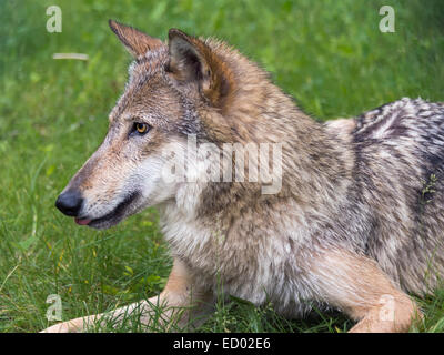 Portrait of a gray wolf, near Sandstone, Minnesota, USA Stock Photo