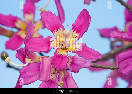 Cluster of bright pink flowers with white & yellow centres of Ceiba speciosa syn. Chorisia speciosa, with background of blue sky Stock Photo