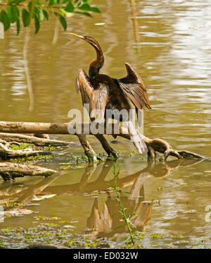 Australasian snake-necked darter, Anhinga novaehollandiae, on log, drying outstretching wings & reflected in calm water of lake in city park Stock Photo