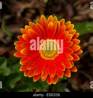 Stunning brilliant orange / red Gerbera flower with two layers of petals edged with yellow against dark background of foliage Stock Photo
