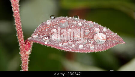 Hairy red leaf of Loropetalum chinensis, fringe flower, with raindrops glistening like jewels - against dark green background Stock Photo